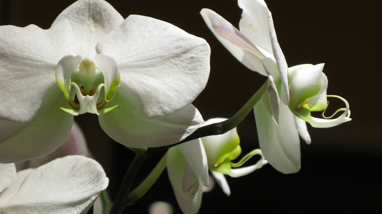 flowers  orchid  petals free photo