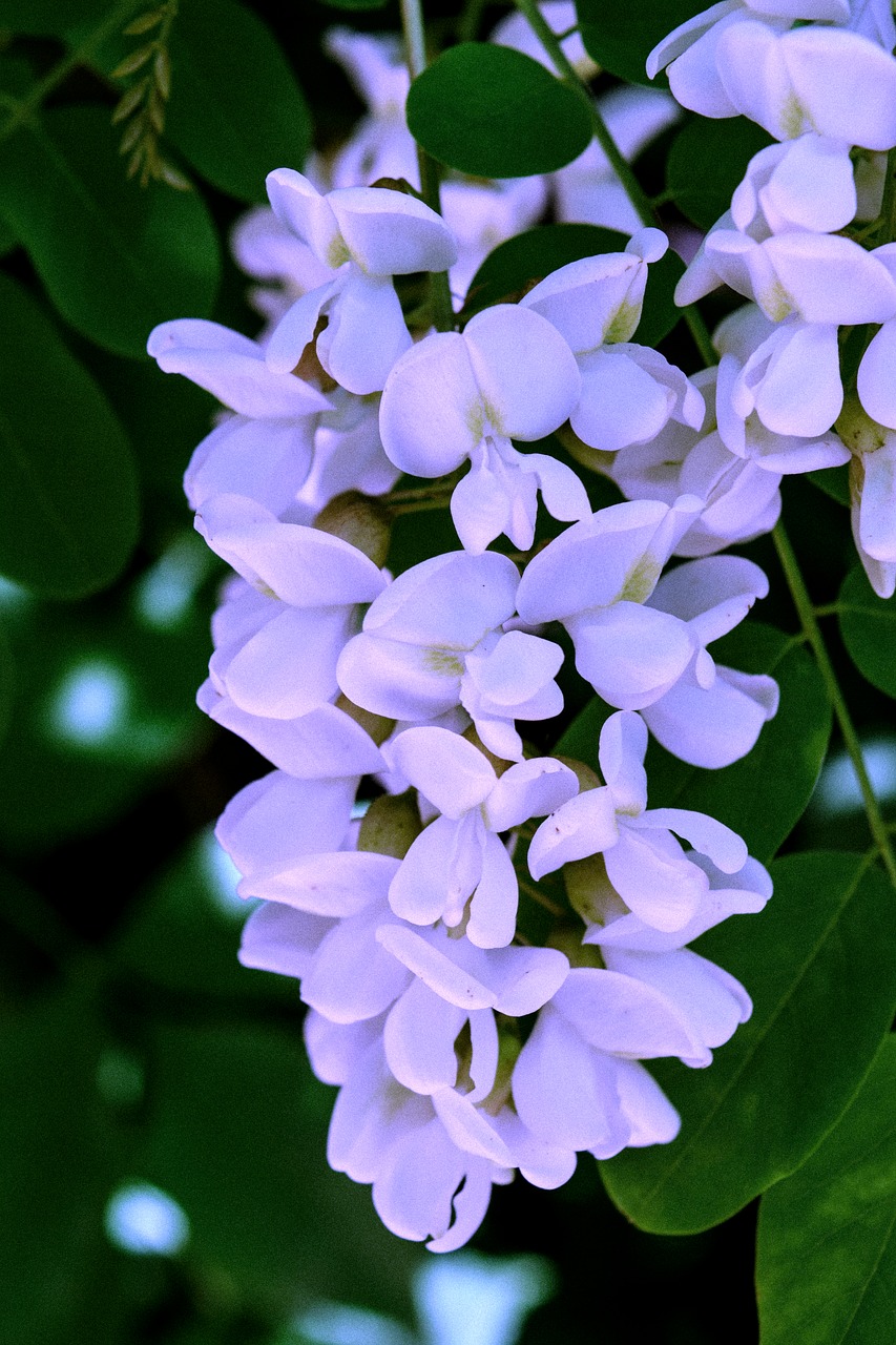 flowers  tree  summer free photo