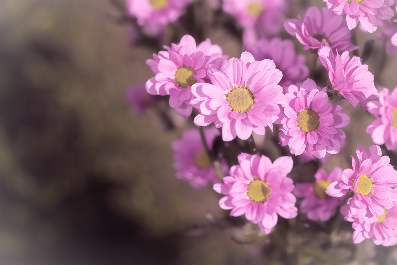 flowers  pink  pink flowers free photo