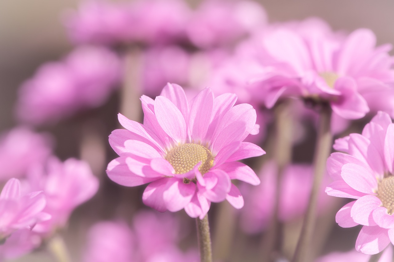 flowers  pink  pink flowers free photo