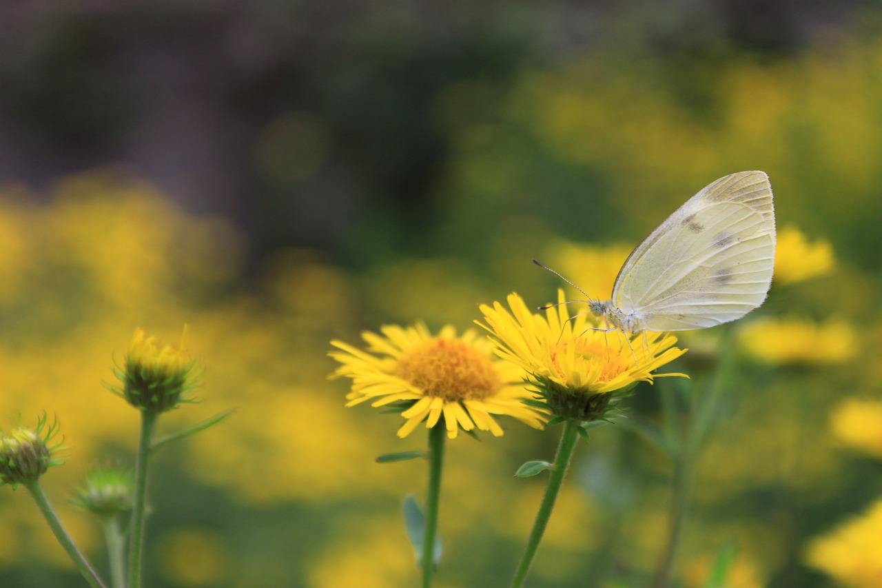 flowers  butterfly  insects free photo