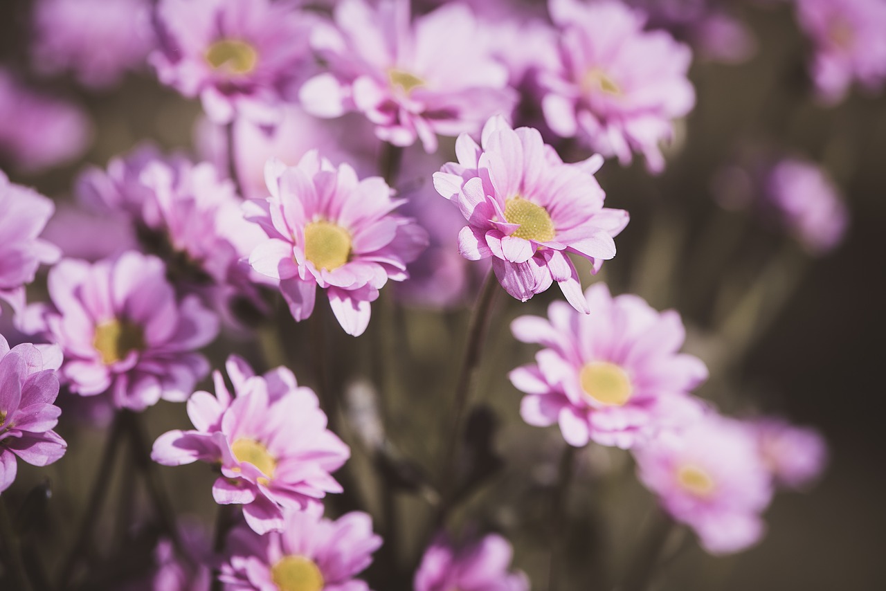 flowers  pink  pink flowers free photo