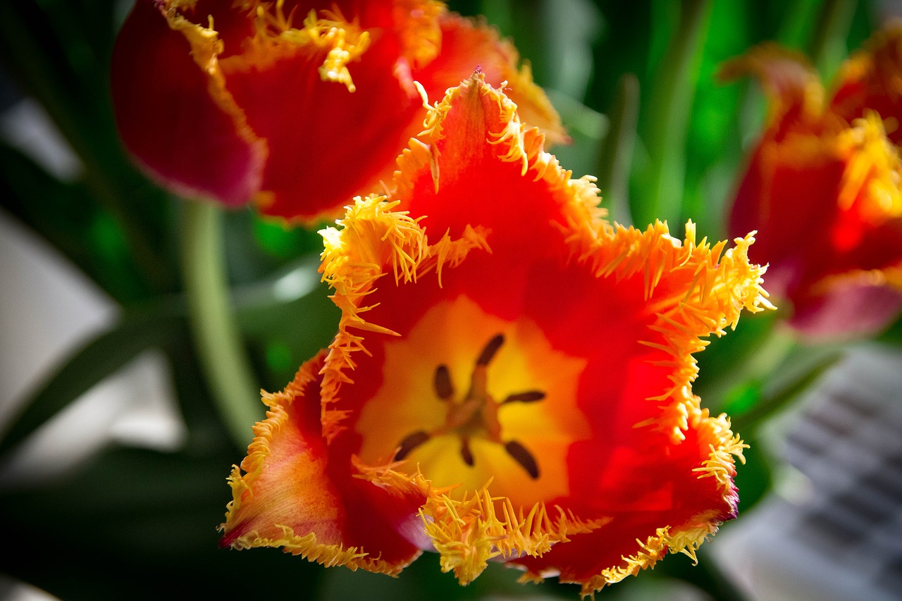 flowers  tulips  spring free photo