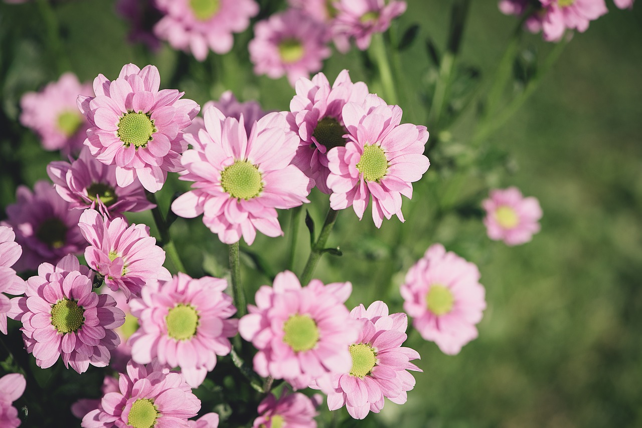 flowers  pink  pink flowers free photo