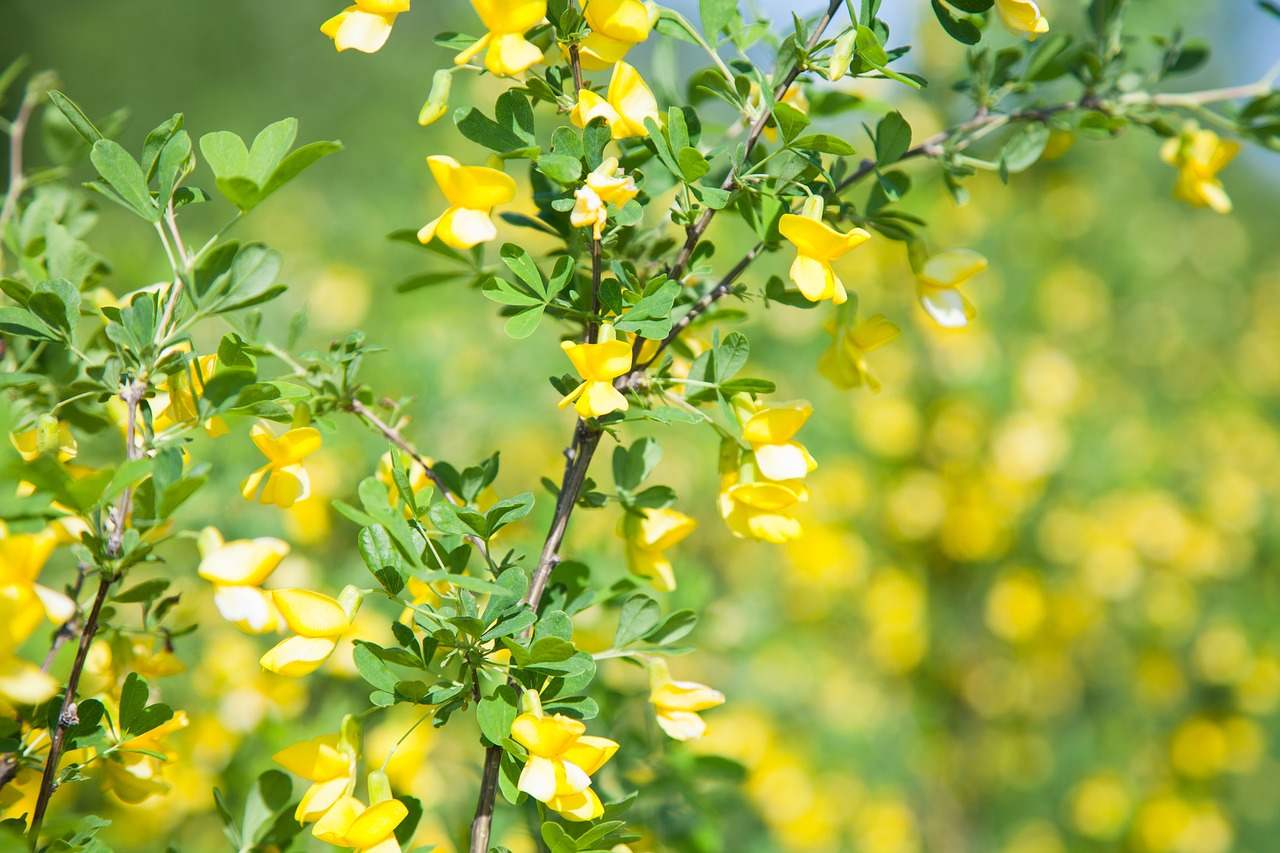 flowers  yellow  nature free photo