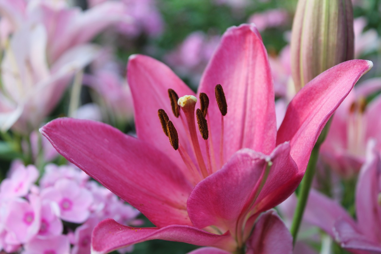 flowers  lily  pink flowers free photo