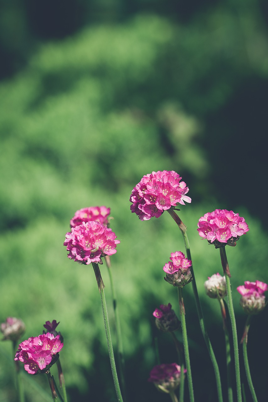 flowers  pink  pink flowers free photo