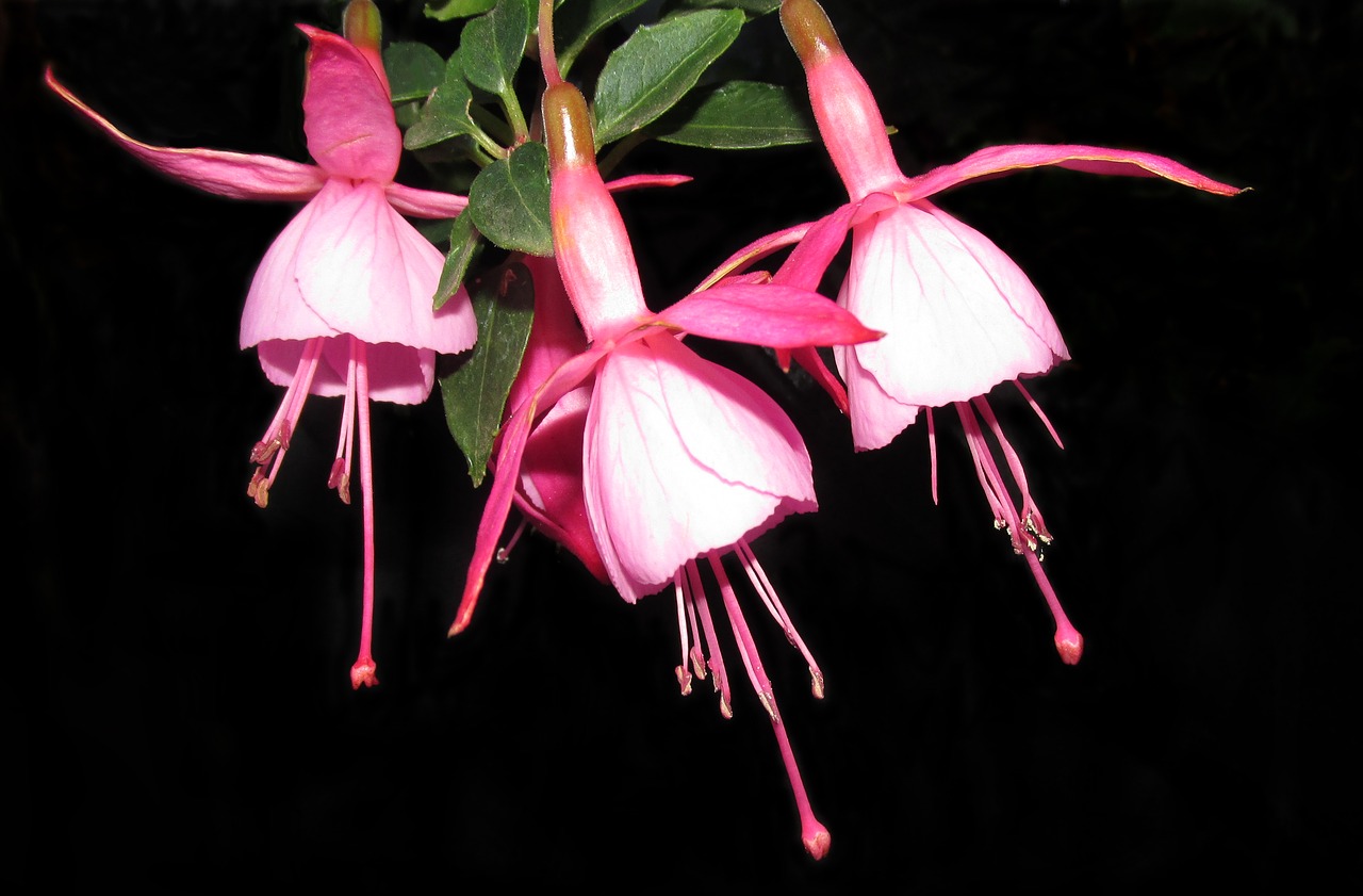 flowers  fuchsia  plant free photo