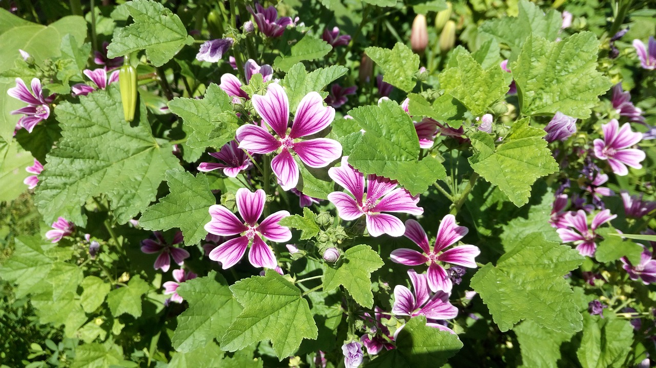 flowers  summer  nature free photo