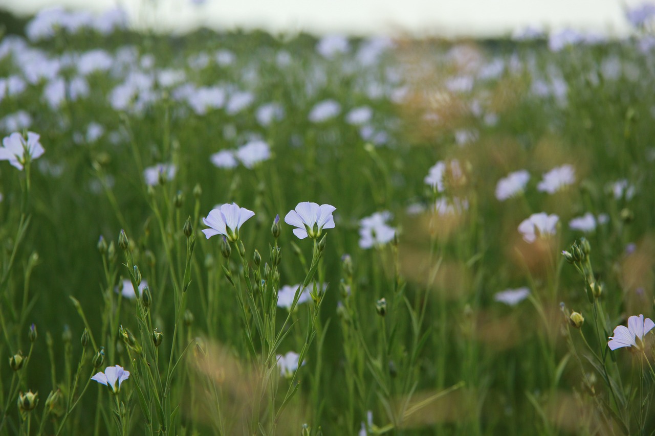 flowers  plants  meadow free photo