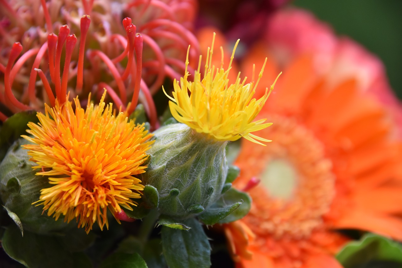 flowers  orange  nature free photo