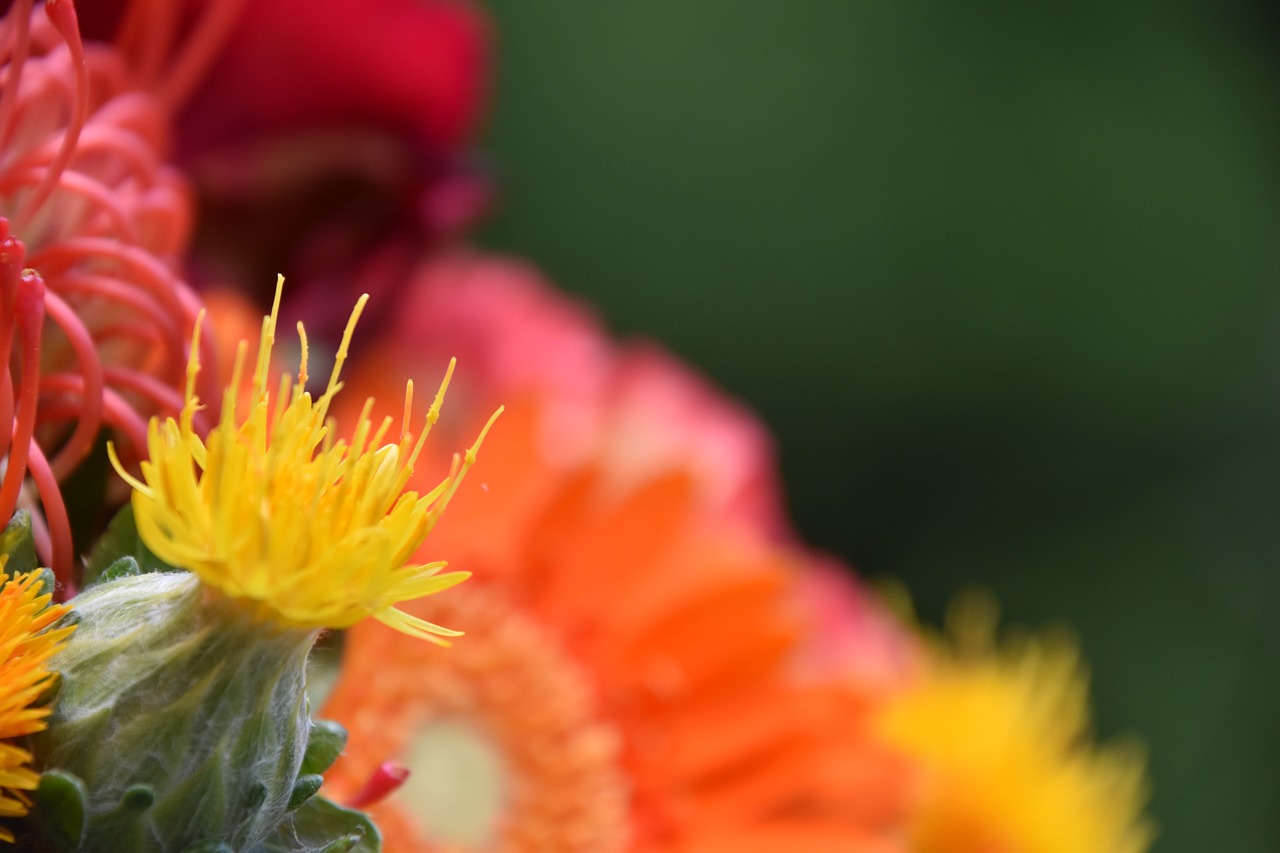 flowers  orange  nature free photo