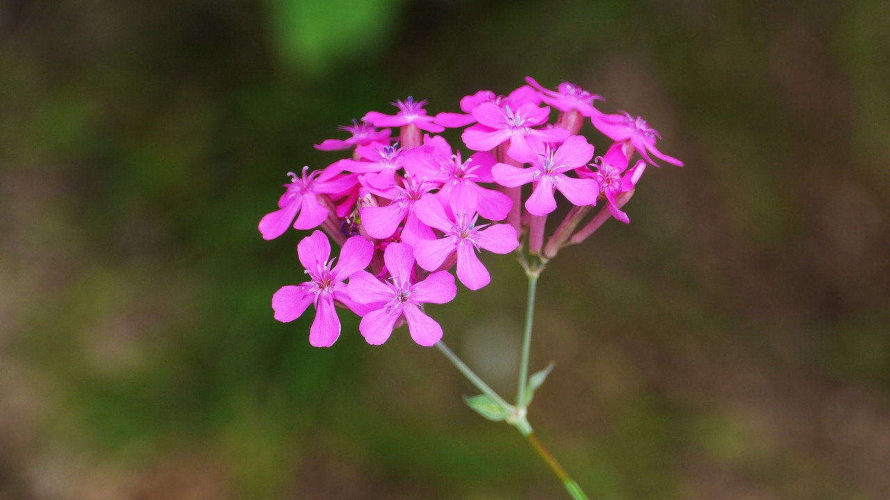 flowers  korea  pink free photo