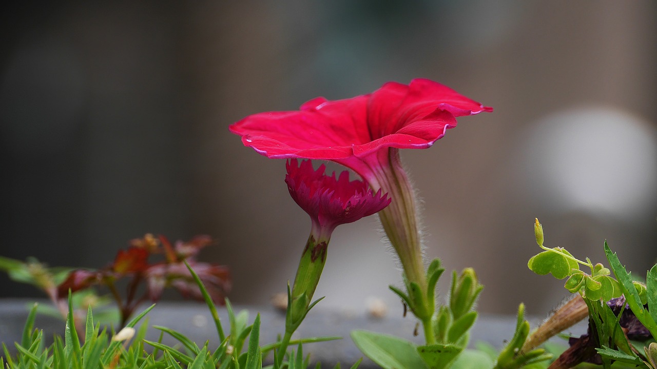 flowers  red color  clover free photo