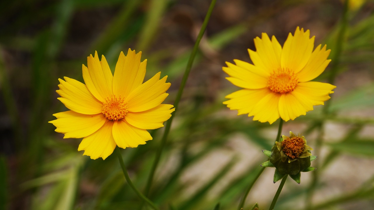 flowers  korea  summer free photo