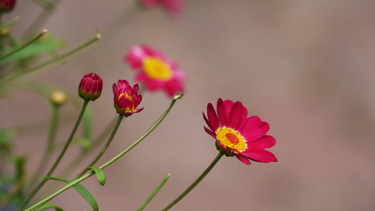 flowers  pink  korea free photo