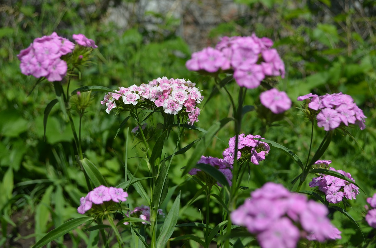 flowers  pink flowers  summer free photo