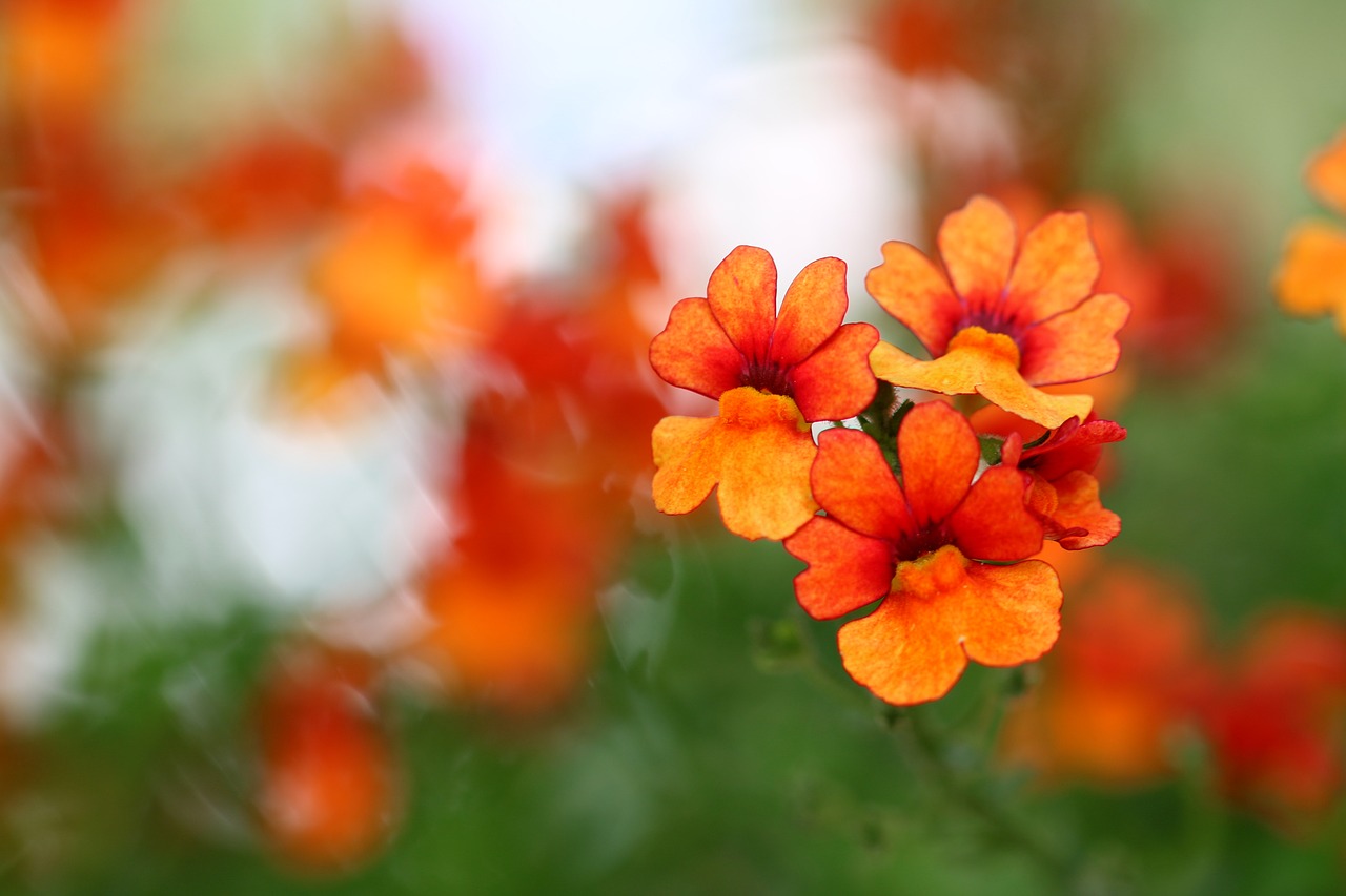 flowers  orange  summer free photo