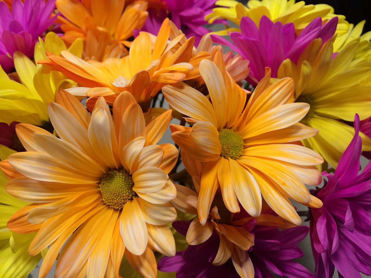 flowers  daisies  bloom free photo