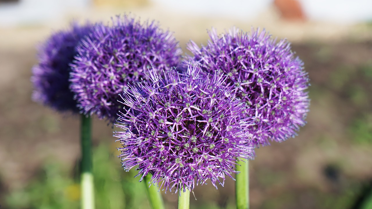 flowers  lilac  greens free photo