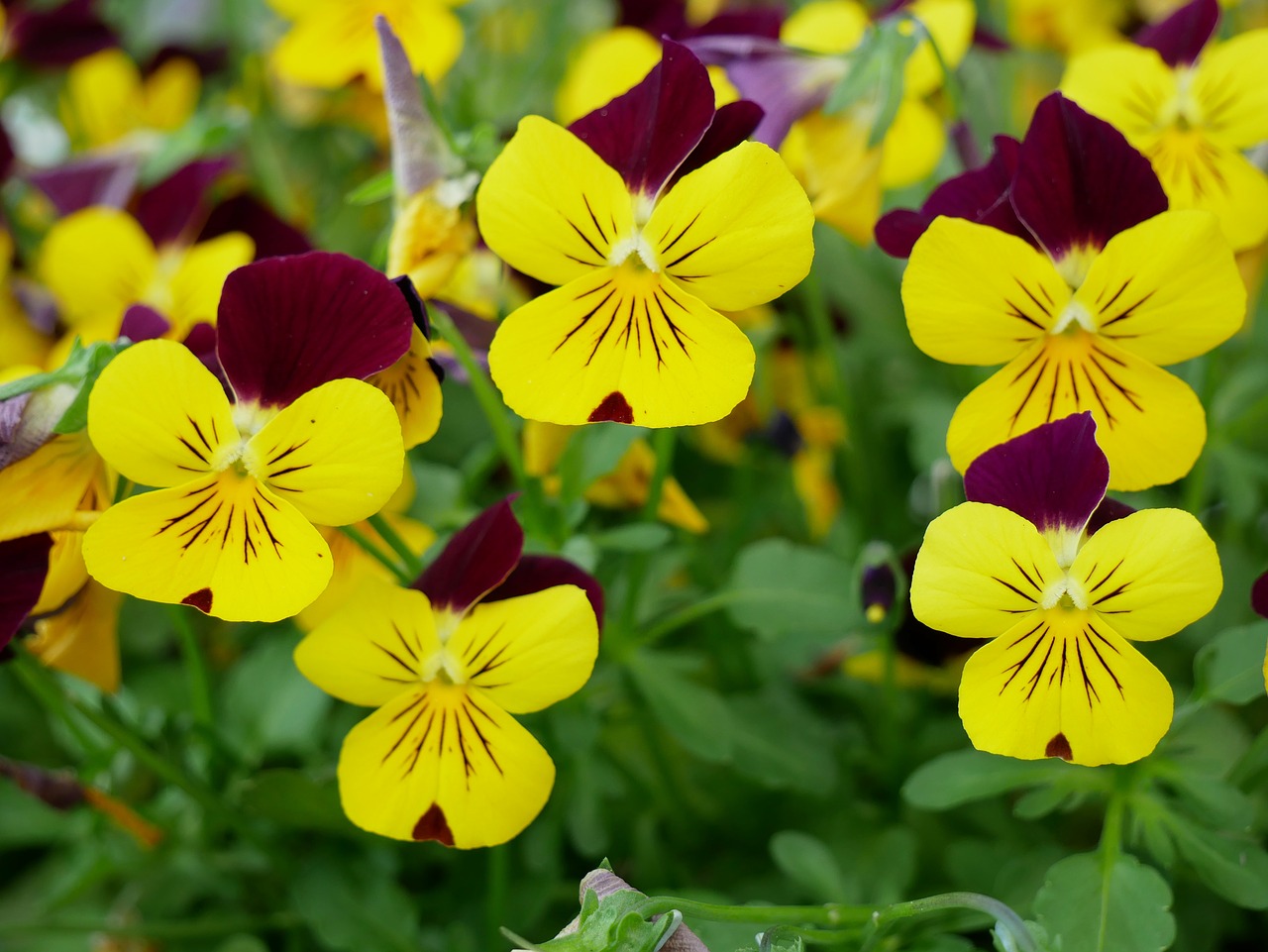 flowers  pansy  nature free photo