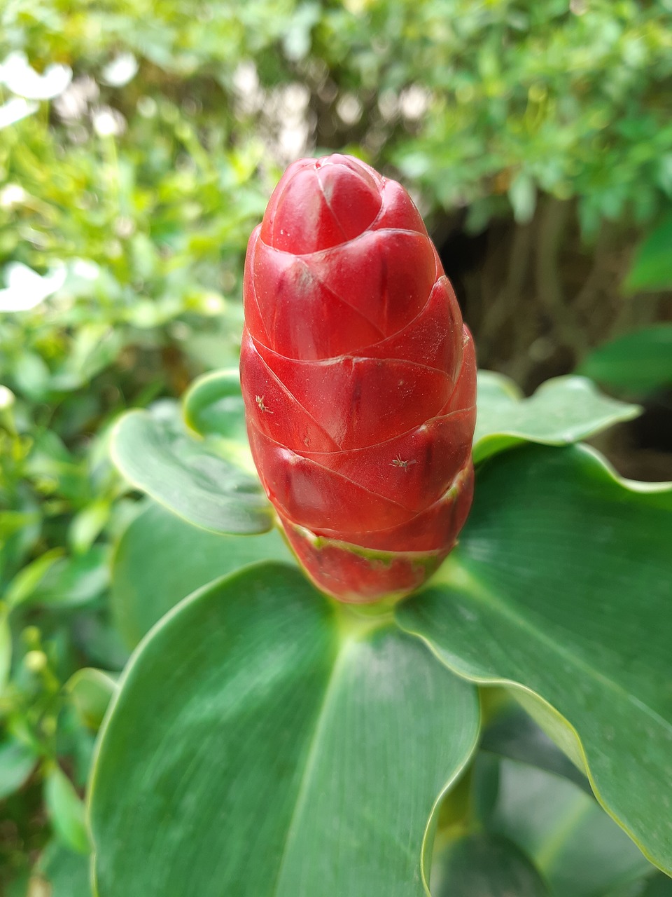 flowers  nature  blade free photo