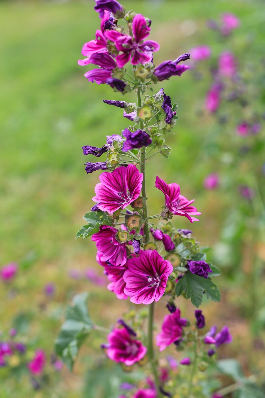 flowers  violet  meadow free photo