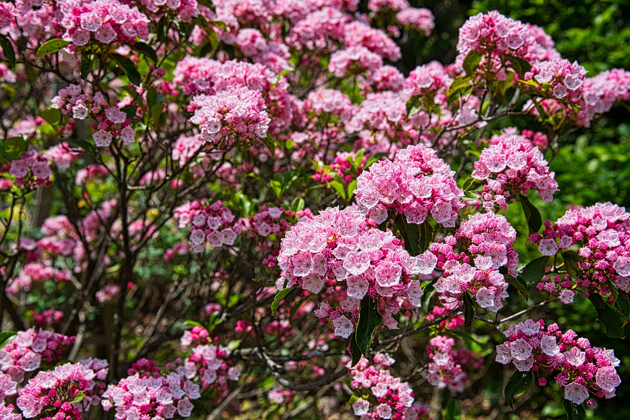 flowers  garden  bloom free photo