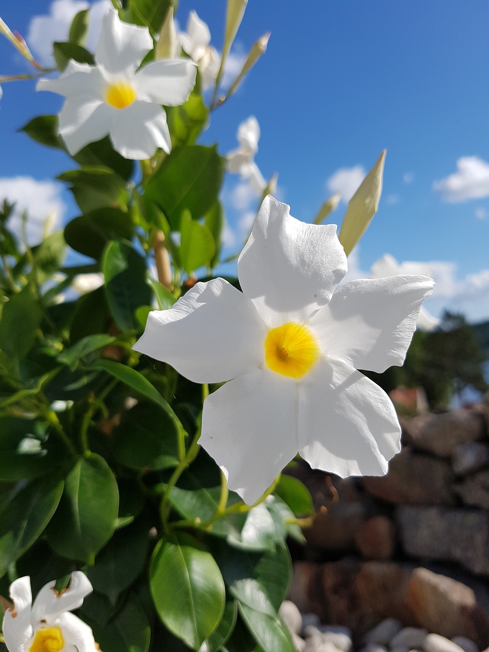 flowers  summer  colors free photo