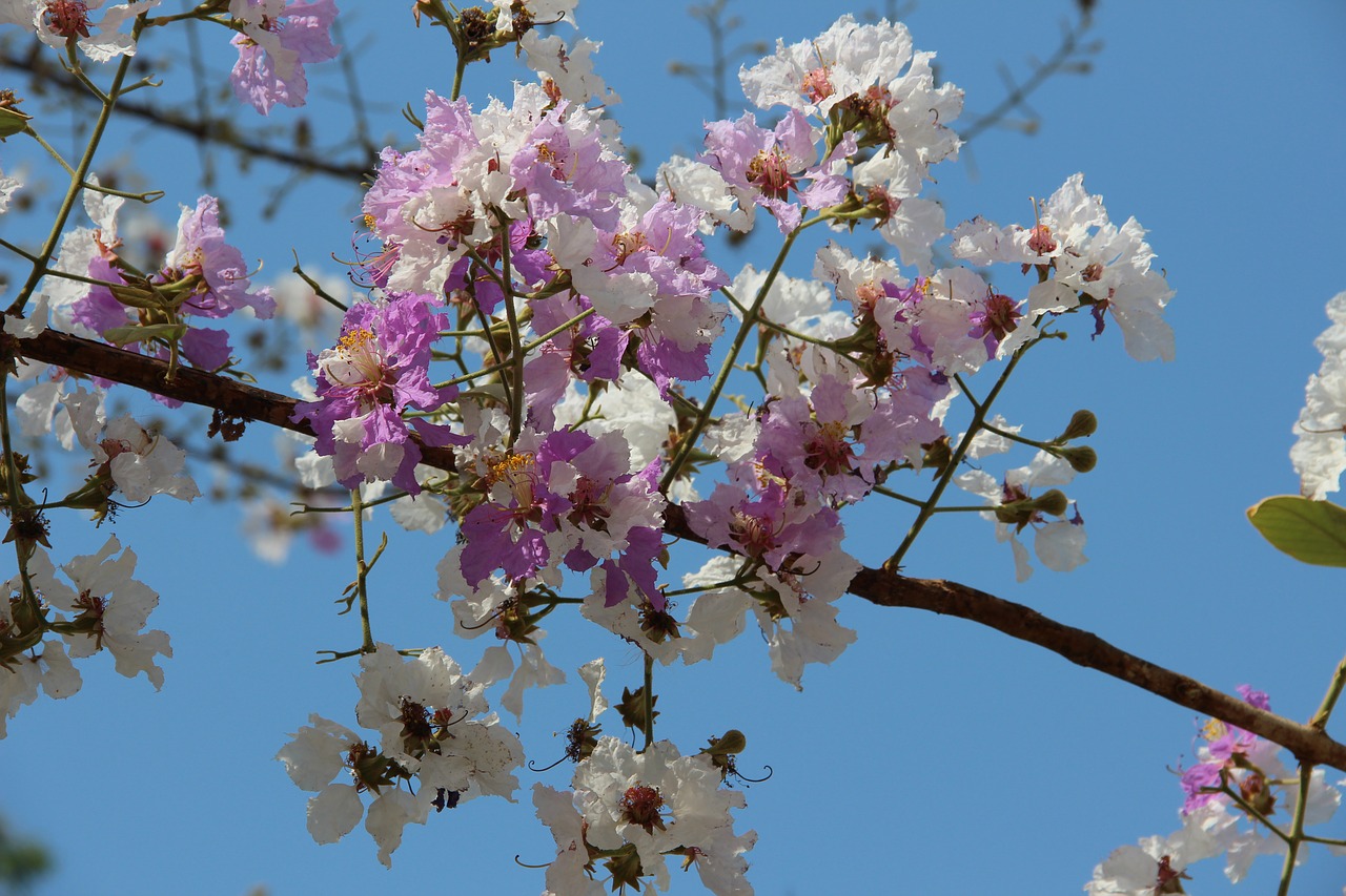 flowers  pretty  nature free photo