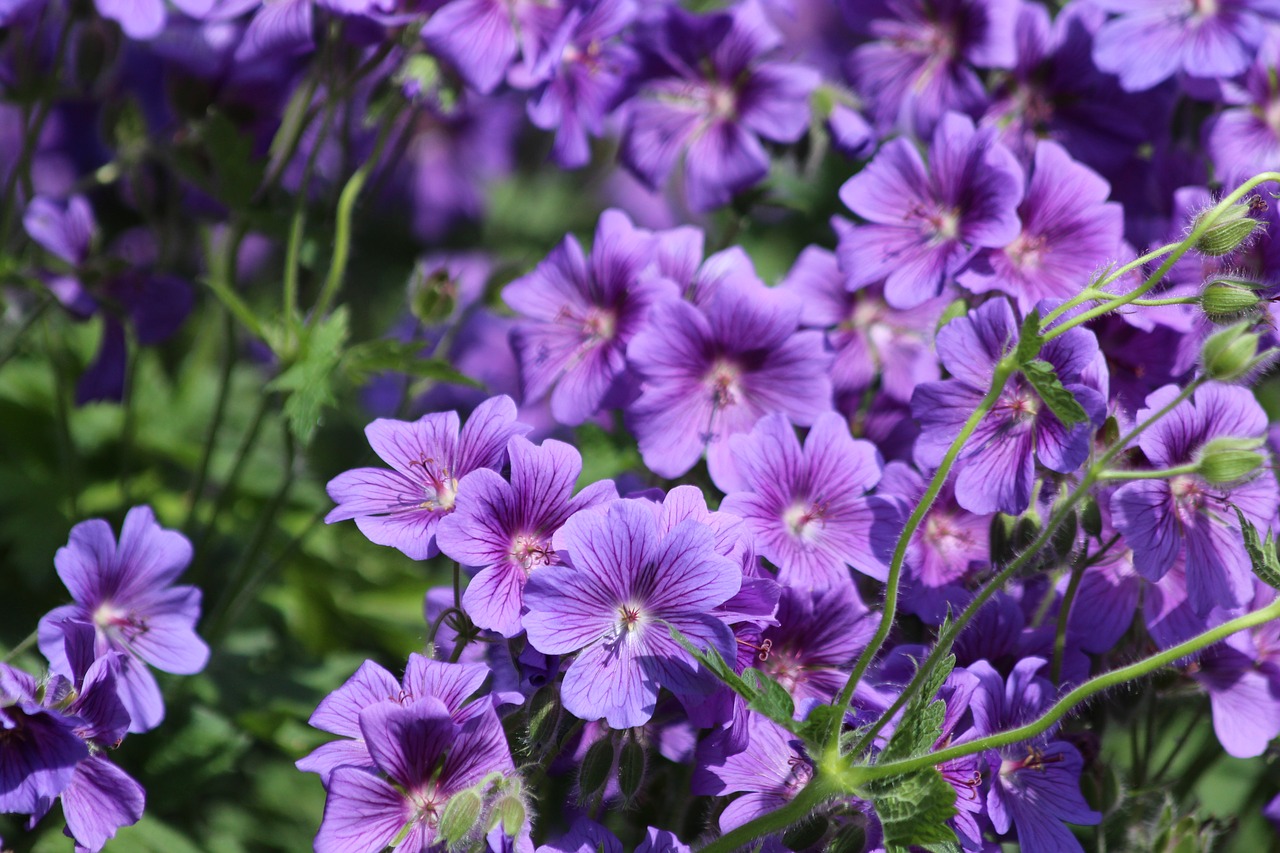 flowers  purple flowers  salpiglossis free photo
