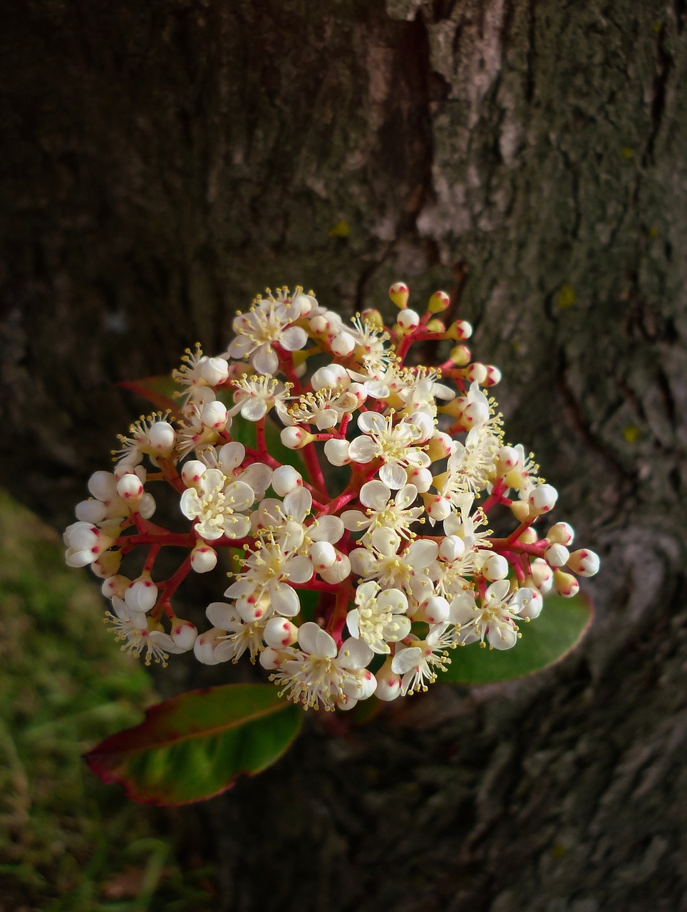 flowers  bark  garden free photo