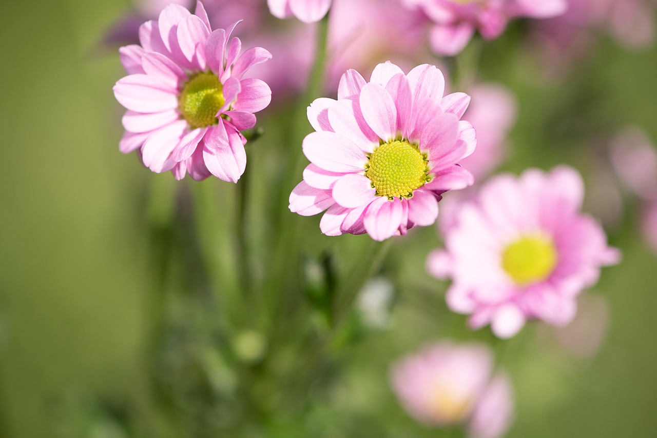 flowers  pink  pink flower free photo