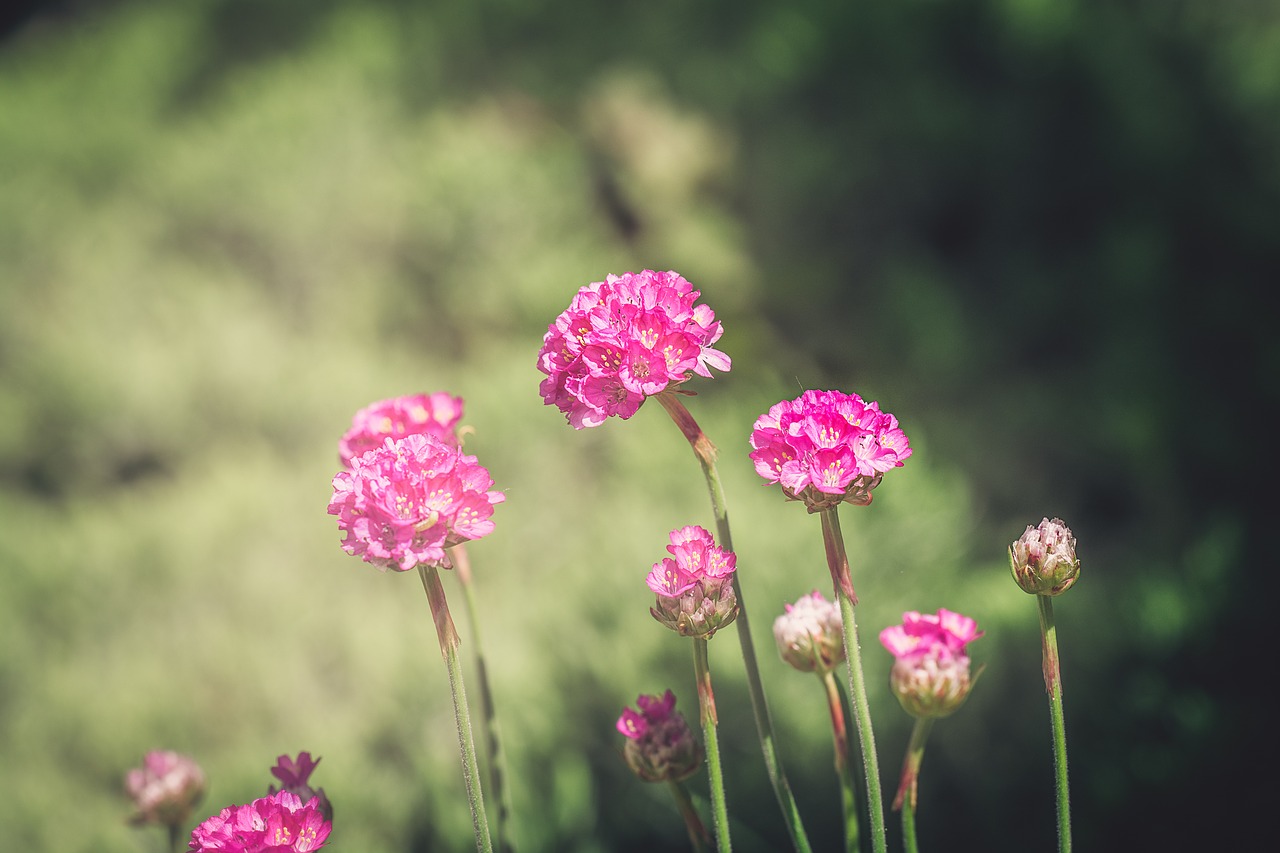 flowers  pink  pink flowers free photo