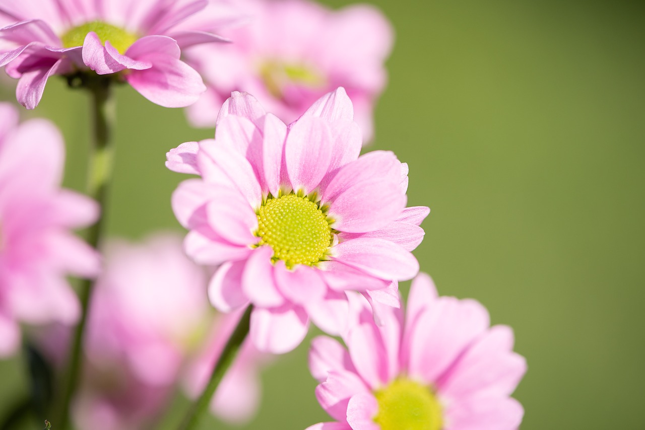 flowers  pink  pink flowers free photo