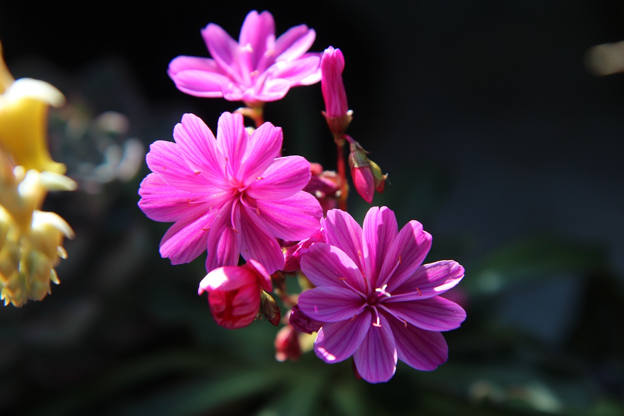 flowers  summer flowers  succulent free photo