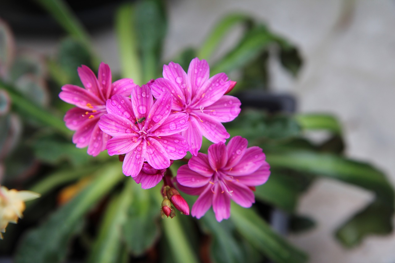 flowers  summer flowers  succulent free photo