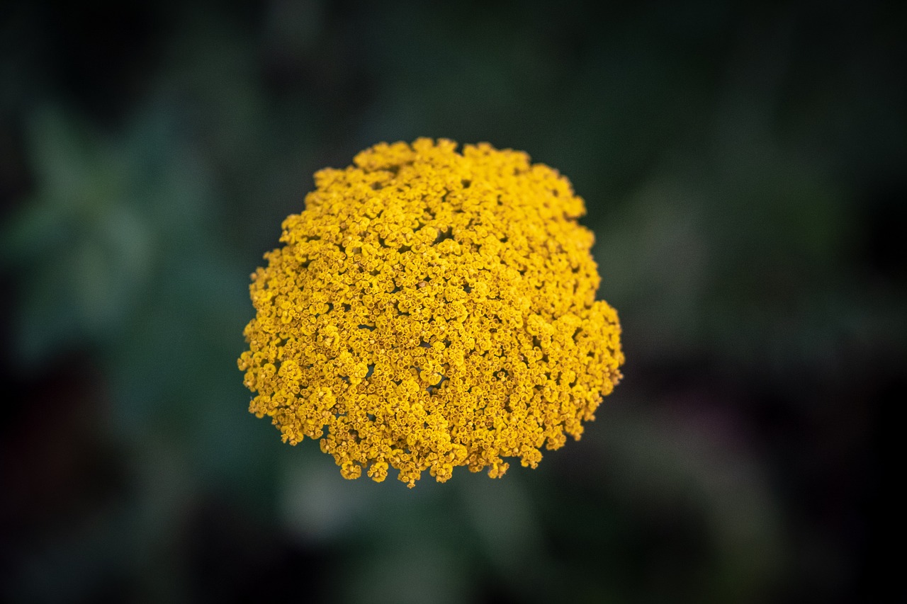 flowers  flower  bush free photo