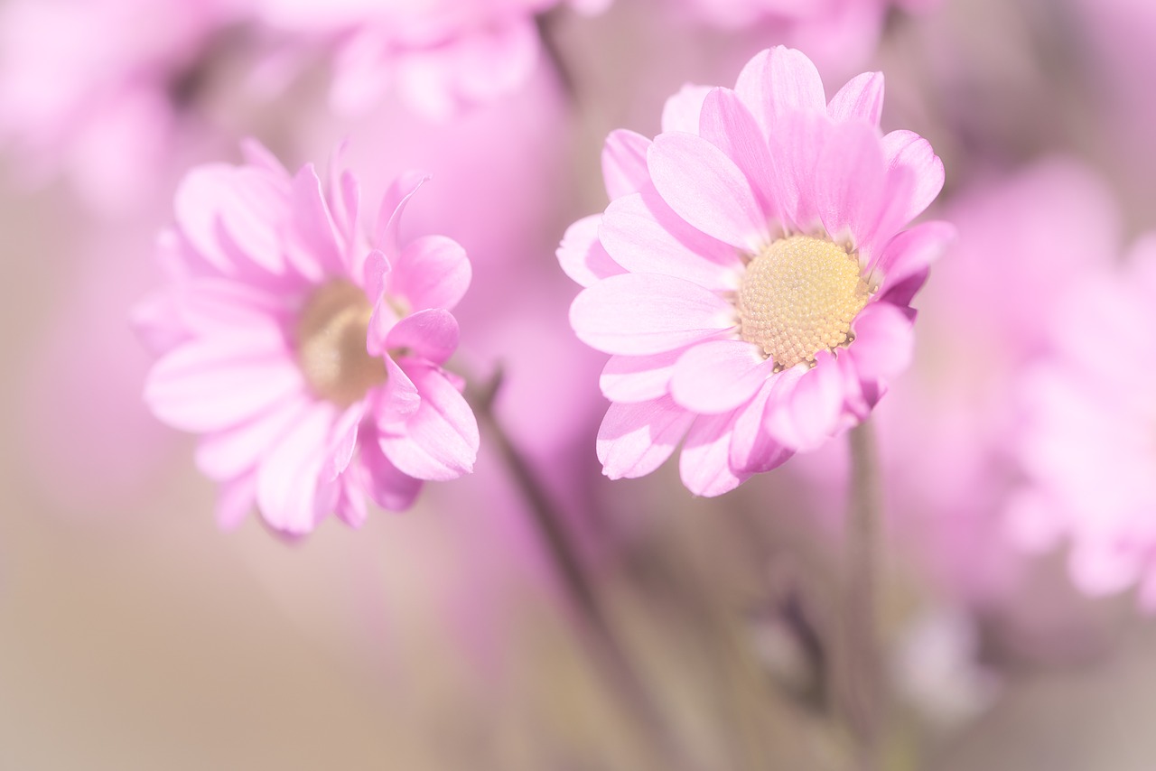 flowers  pink  pink flowers free photo