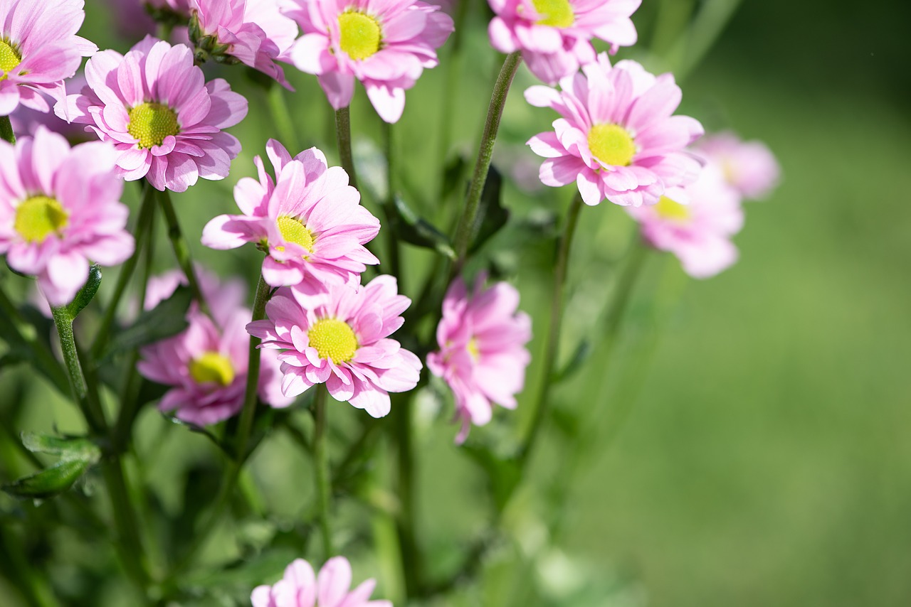 flowers  pink  pink flowers free photo