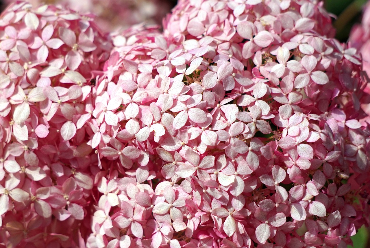 flowers  blossom  bloom free photo