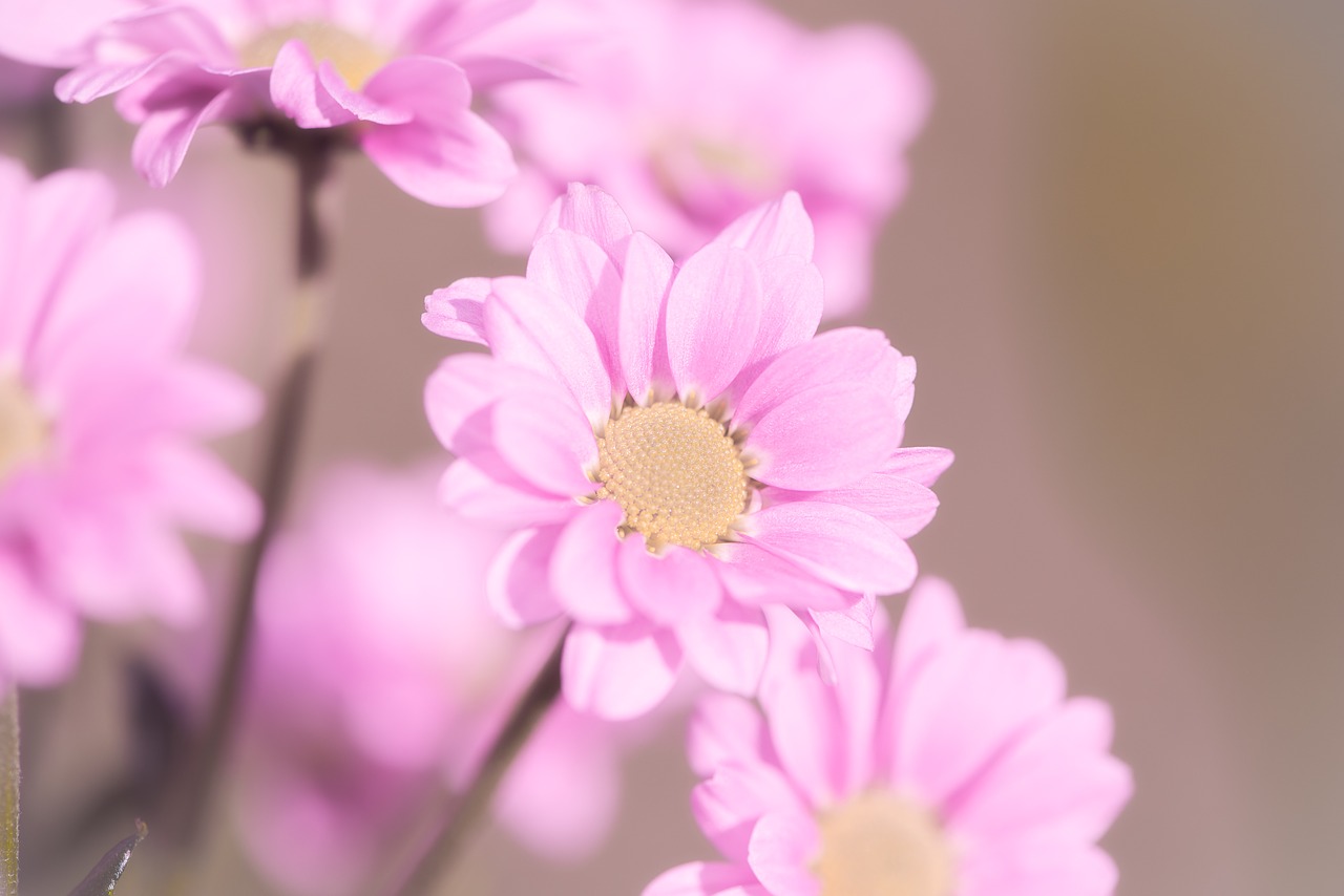 flowers  pink  pink flowers free photo