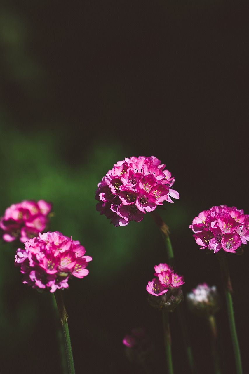 flowers  pink  pink flowers free photo