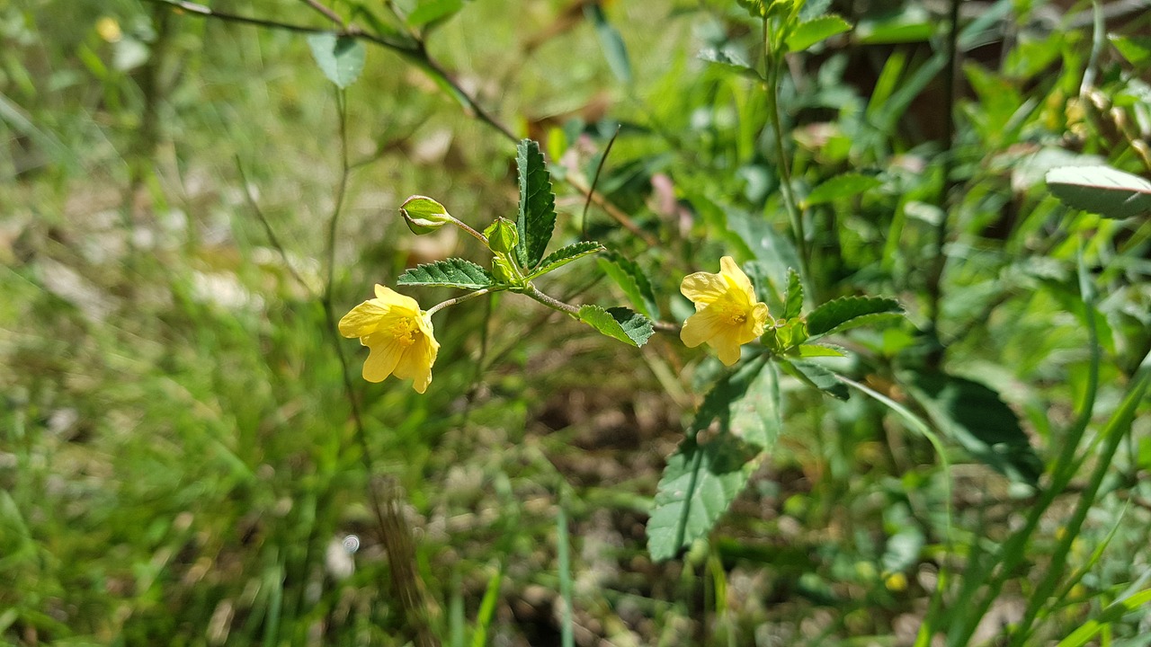 flowers  garden  bloom free photo