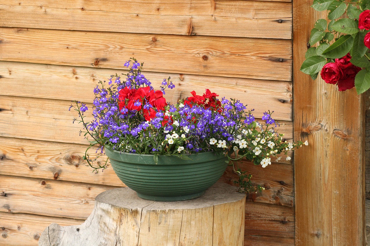 flowers  bowl  decoration free photo