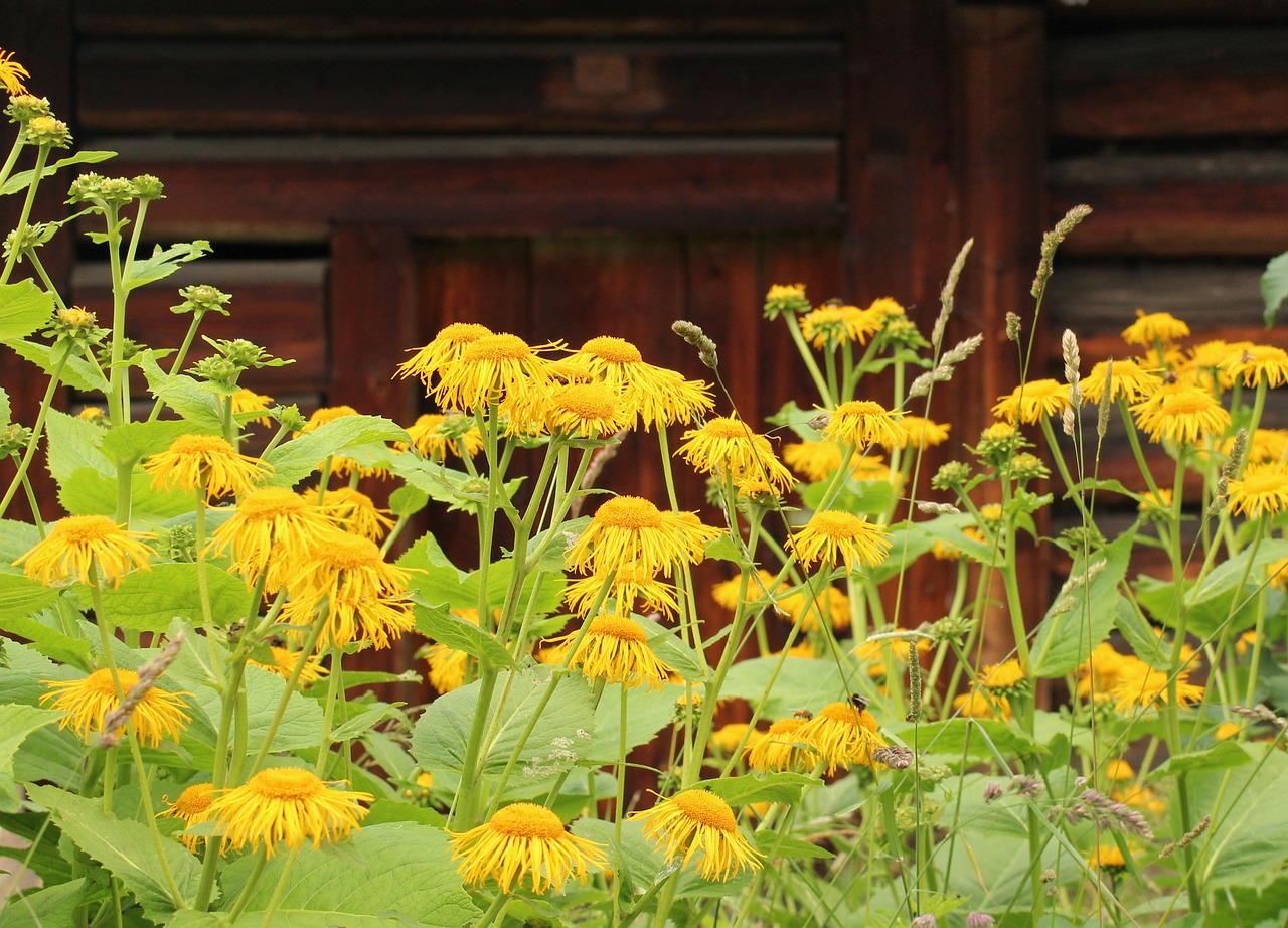 flowers  vegetation  yellow flowers free photo