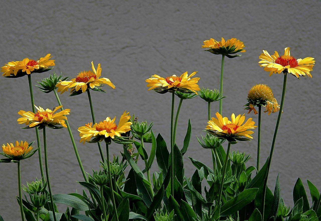 flowers  nature  blooming free photo