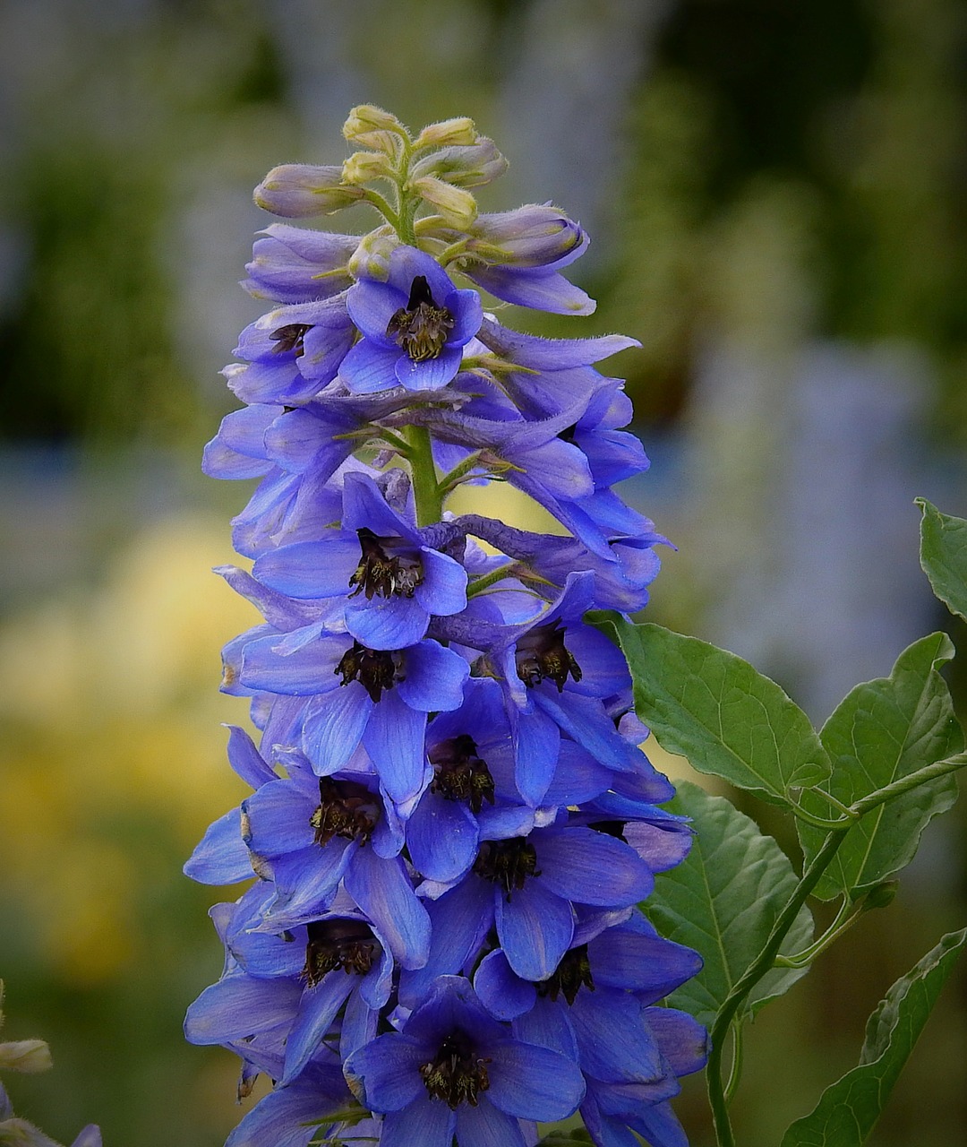 flowers  nature  garden free photo