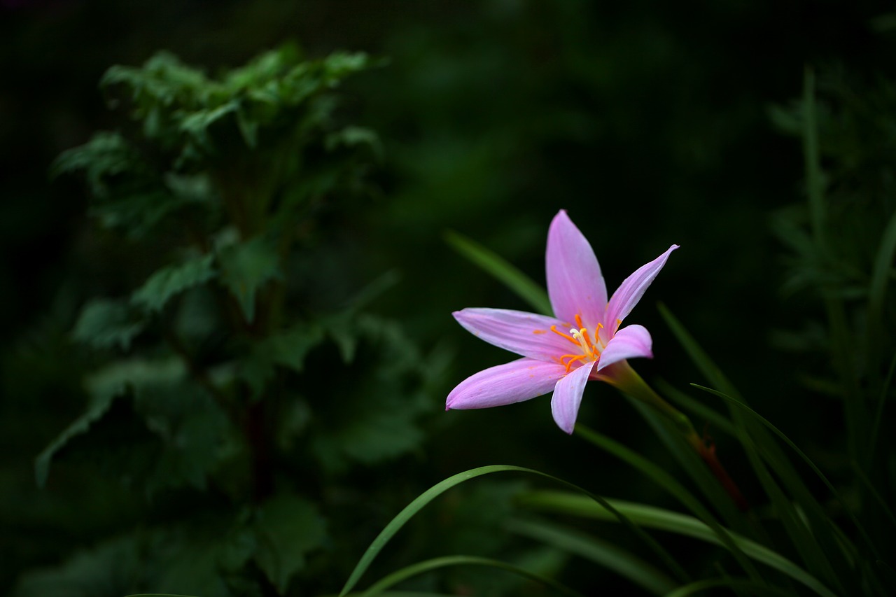 flowers  nature  plants free photo