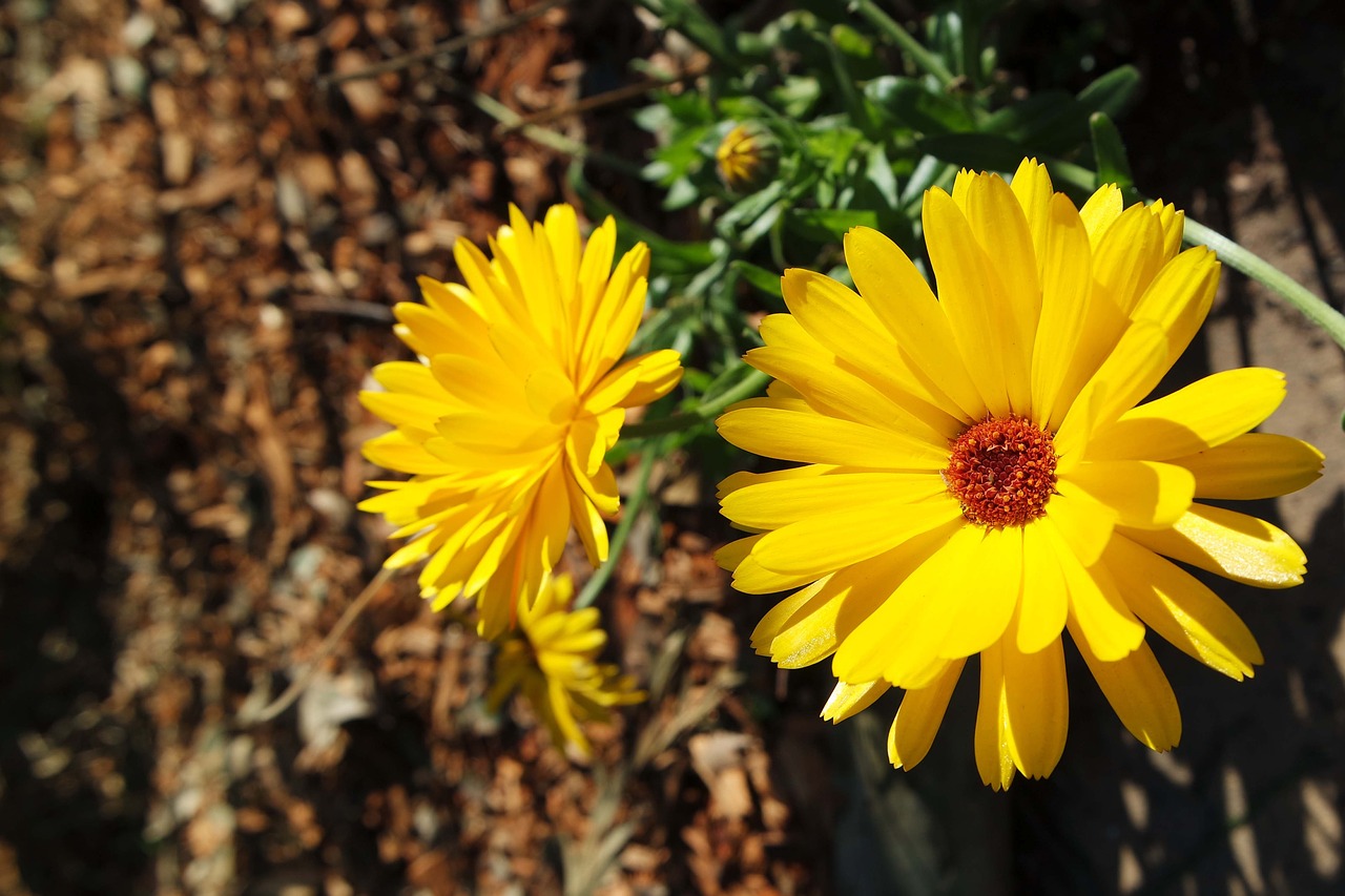 flowers  plants  blossom free photo